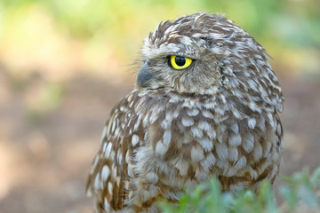Burrowing owl (Athene cunicularia), detail of the head of beautiful specimen in freedom
