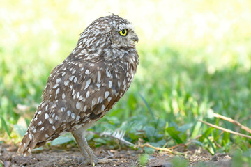 Burrowing owl (Athene cunicularia), detail of the head of beautiful specimen in freedom