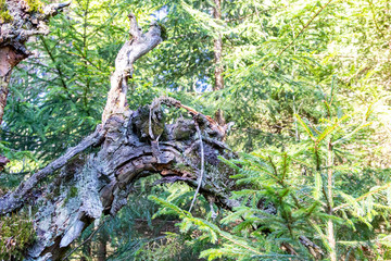 Old forest stump with green moss on background of sunlight, selective focus, blurred nature backdrop
