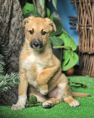 cute little beige with white mestizo puppy