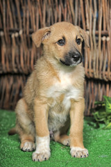 cute little beige with white mestizo puppy