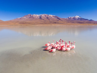 Large Group of Flamingos in Spectacular Lake are Feeding and Relaxing in Eduardo Abaroa National Park, Uyuni, Potosi / Bolivia