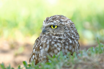 Burrowing owl (Athene cunicularia), detail of the head of beautiful specimen in freedom