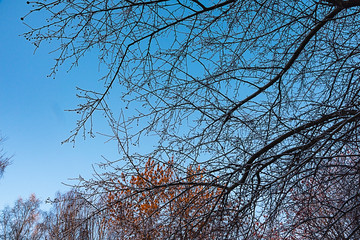 Winter landscape, tree branches on the sky background.