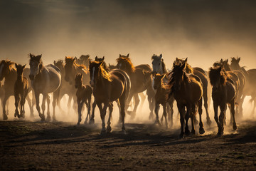 Fototapeta na wymiar Free horses, left to nature at sunset. Cappadocia, Turkey