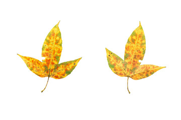 Yellow maple leaves front and rear isolated on white background. This has clipping path.