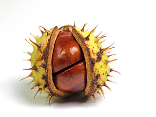 Rosskastanie, Aesculus hippocastanum, isoliert vor weißem Hintergrund