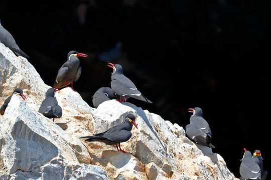 Group of Inca tern (Larosterna inca) perched in freedom on a rocky boulder of the Ballestas Islands in Paracas, Peru.