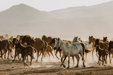 Free horses, left to nature at sunset. Cappadocia, Turkey