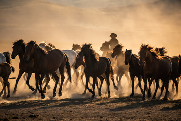 Fototapeta na wymiar Free horses, left to nature at sunset. Cappadocia, Turkey