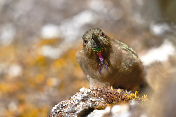 Fototapeta premium olivaceous Thornbill (Chalcostigma olivaceum) perched on a rock in the Andean heights.