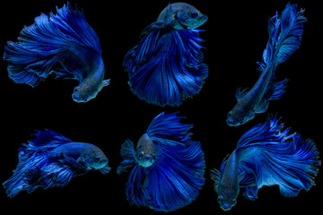 Set of blue fighting fish on black background