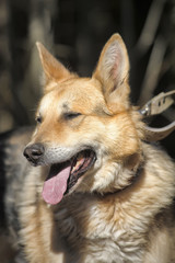 German shepherd on a leash