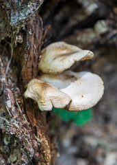 Wild mushrooms grow on a decaying stump in the forest.