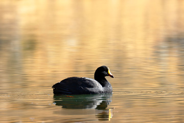 Giant coot (Fulica gigantea) sighted in its natural environment at 4000 masl in an Andean lagoon while swimming calmly.