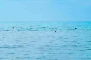 Group of Harbour Seals (Phoca vitulina) also Known as Common Seals Swimming in the Ocean Looking at the Camera