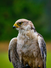Falco biarmicus, Sokol, Raroh juzny, sokol tmavy,Lanner Falcon, Lannerfalke