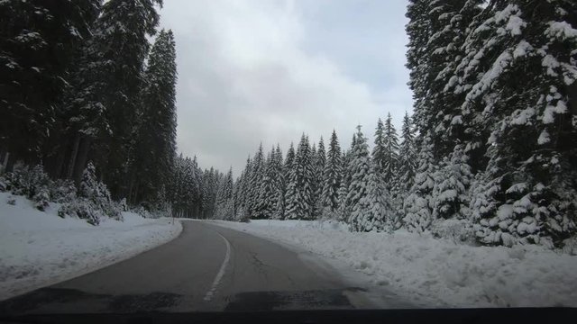 Point of view driving on curved countryside road between spruce forest trees. Idyll snowy landscape in winter season, Pokljuka plateau, Slovenia. Travel into wilderness