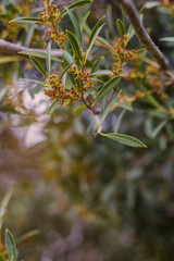 Sprouts of a tree branch in spring