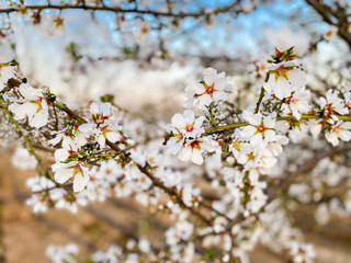 White apricot flower blossoms at sunset on Blossom Trail in Central Valley, California, with copy space