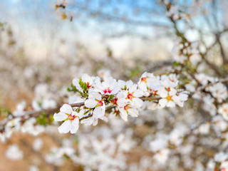 White apricot flower blossoms at sunset on Blossom Trail in Central Valley, California, with copy space