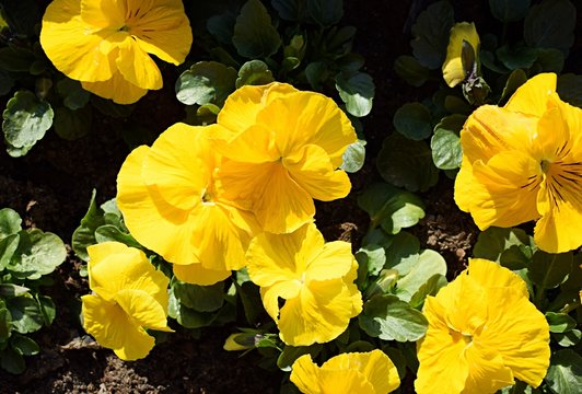 Yellow Pansies Flowers