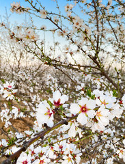 White apricot flower blossoms at sunset on Blossom Trail in Central Valley, California, with copy space
