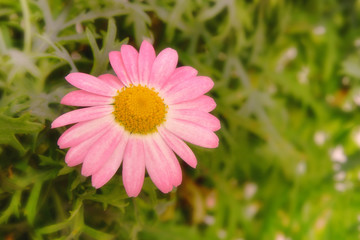 マーガレットの花と葉のイメージ 06