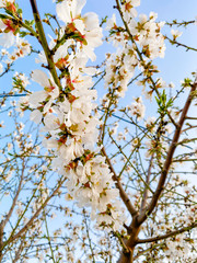 White apricot flower blossoms at sunset on Blossom Trail in Central Valley, California, with copy space