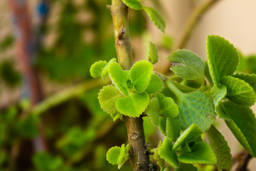 Fresh green leaves pattern of Indian borage, Country borage (Botanical name - Plectranthus amboinicus)