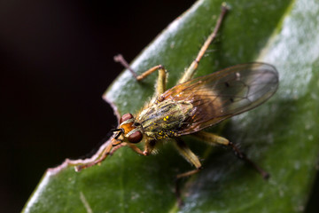 France,Auvergne,Allier,Le Brethon,Insecte