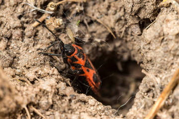 Gendarme,Pyrrhocore, Pyrrhocoris apterus