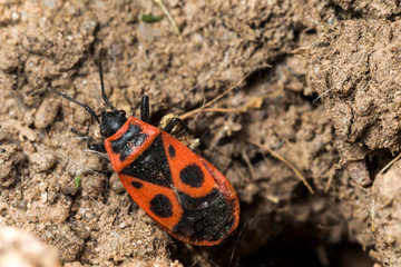 France,Auvergne,Allier,Le Brethon,Insecte