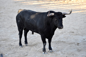 toro español con grandes cuernos en un tradicional espectáculo de toreo