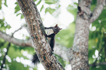 squirrel closeup sits on a tree