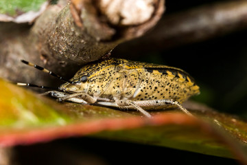 Punaise dorée,Rhaphigaster nebulosa