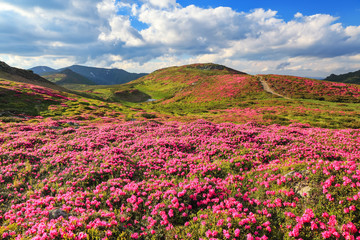 Fototapeta na wymiar Amazing summer day. Mountain landscape. The lawns are covered by pink rhododendron flowers. Concept of nature rebirth. Location place Carpathian, Ukraine, Europe.