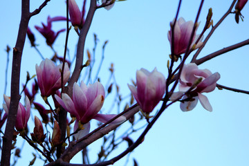 magnolia tree in blossom