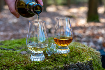 Tasting of scotch single malt whisky from Islay island, most intensely flavoured of all whiskies in...