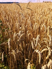 wheat field in the summer in the open countryside