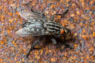 Mouche grise,Sarcophaga carnaria
