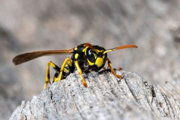 France,Auvergne,Allier,Le Brethon,Insecte
