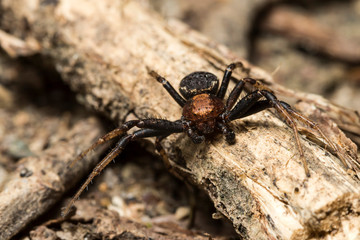 France,Auvergne,Allier,Le Brethon,Insecte