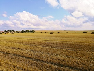 wheat field in the summer in the open countryside