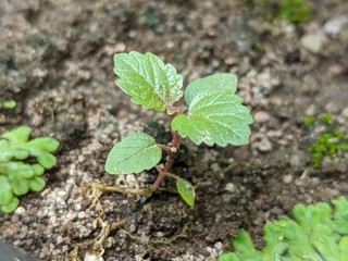 Young muntingia calabura plant in the garden