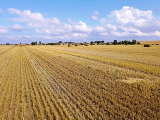 Fototapeta na wymiar wheat field in the summer in the open countryside