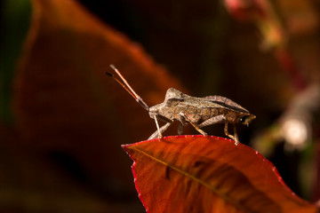 France,Auvergne,Allier,Le Brethon,Insecte