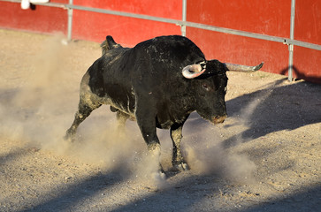 toro negro español con grandes cuernos