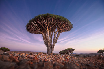 Dragon Blood Tree in the Dragon Blood trees forest in the protected area of the Dixam Plateau in...