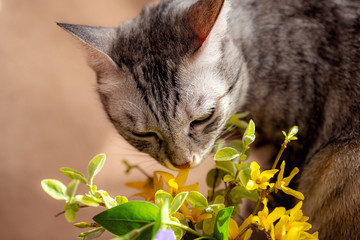 Spring bouquet of fresh flowers and curious kitty
